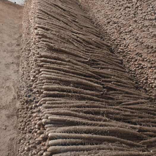 深泽县深泽小白嘴大量上市，货品优质，价格公道。