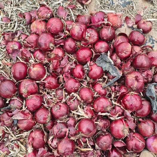 张掖甘肃大个头紫皮洋葱，大量有货
