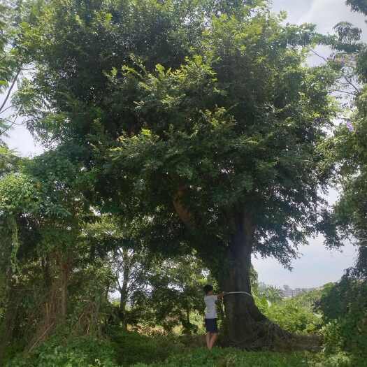 容县假植大朴树，以经移植回来种三年多，欢迎选购