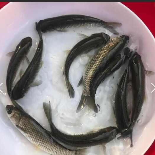 樟树市大量3-6尾一斤已打疫苗的优质草鱼苗10-20尾一斤花鲢鱼苗