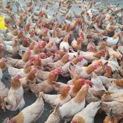 京山市湖北京山土鸡 新鲜禽肉 活禽供应