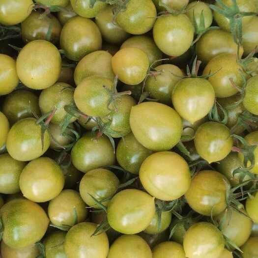 寿光市青甜2号圣女果