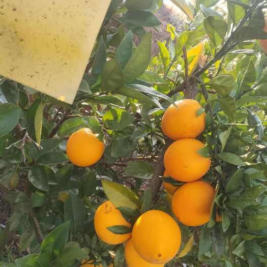 赣州脐橙