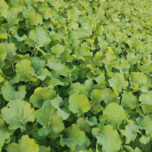 天门市湖北江汉平原雪里红