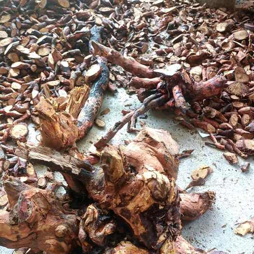 揭西县金樱子根