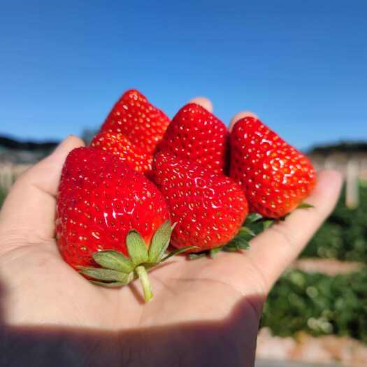永仁县草莓露天草莓冬草莓奶油草莓云南露天草莓基地直发批发代发