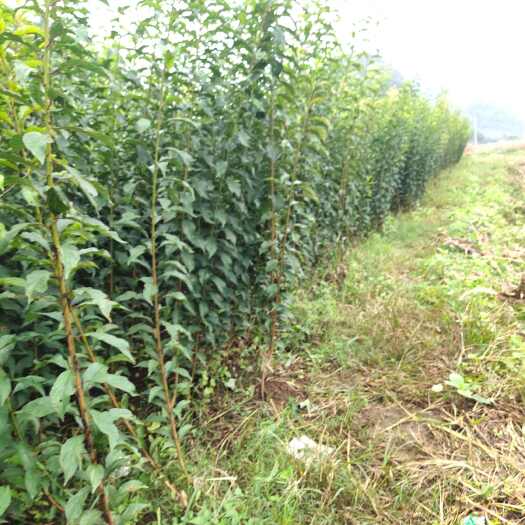 镇宁县出售贵州六马蜂糖李苗