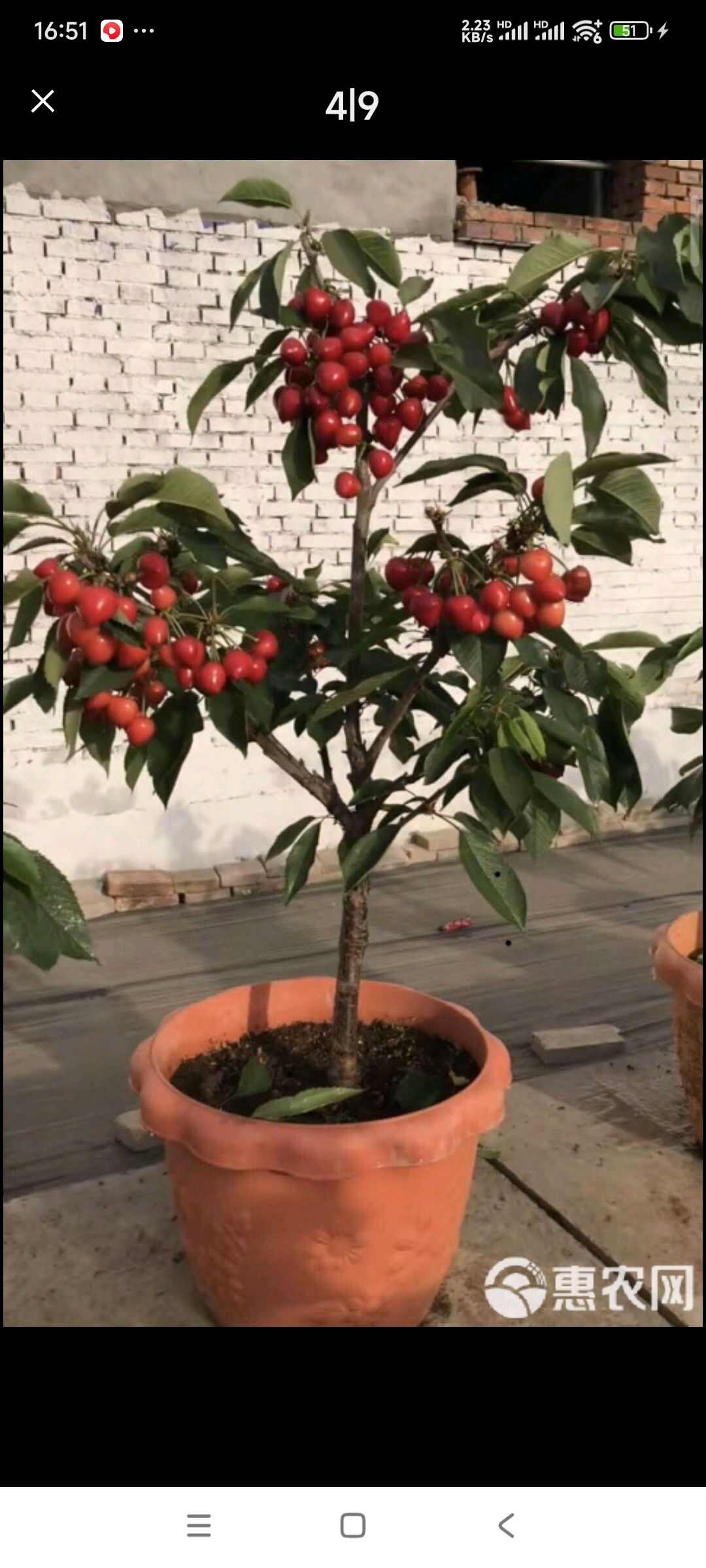 苍溪县红灯笼车厘子大樱桃苗，基地培育自产自销，品种保证，质量可靠。