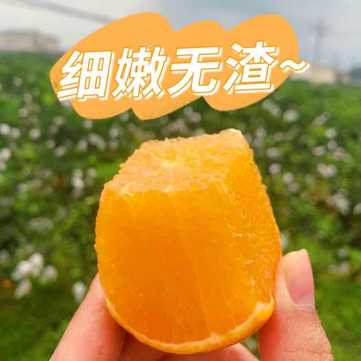 丹棱县四川丹棱爱媛橙 新鲜柑桔类水果产地直发