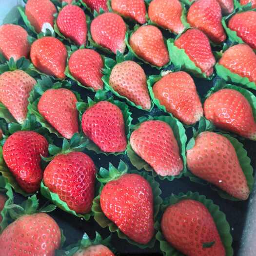 宁玉草莓大量上市