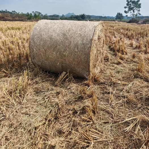 来宾稻草方捆，质量保证，运输，能装吨位