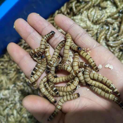 雅安优质大麦虫，养殖场直发