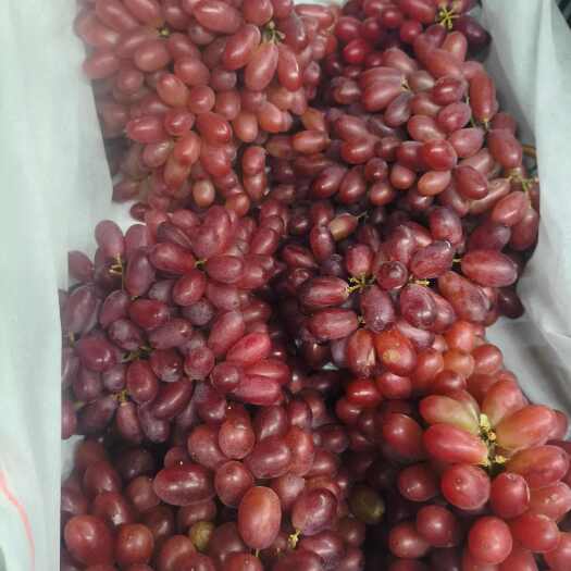 永济市澳洲无核！！！冷库存货！！！精品货和普通货！！！