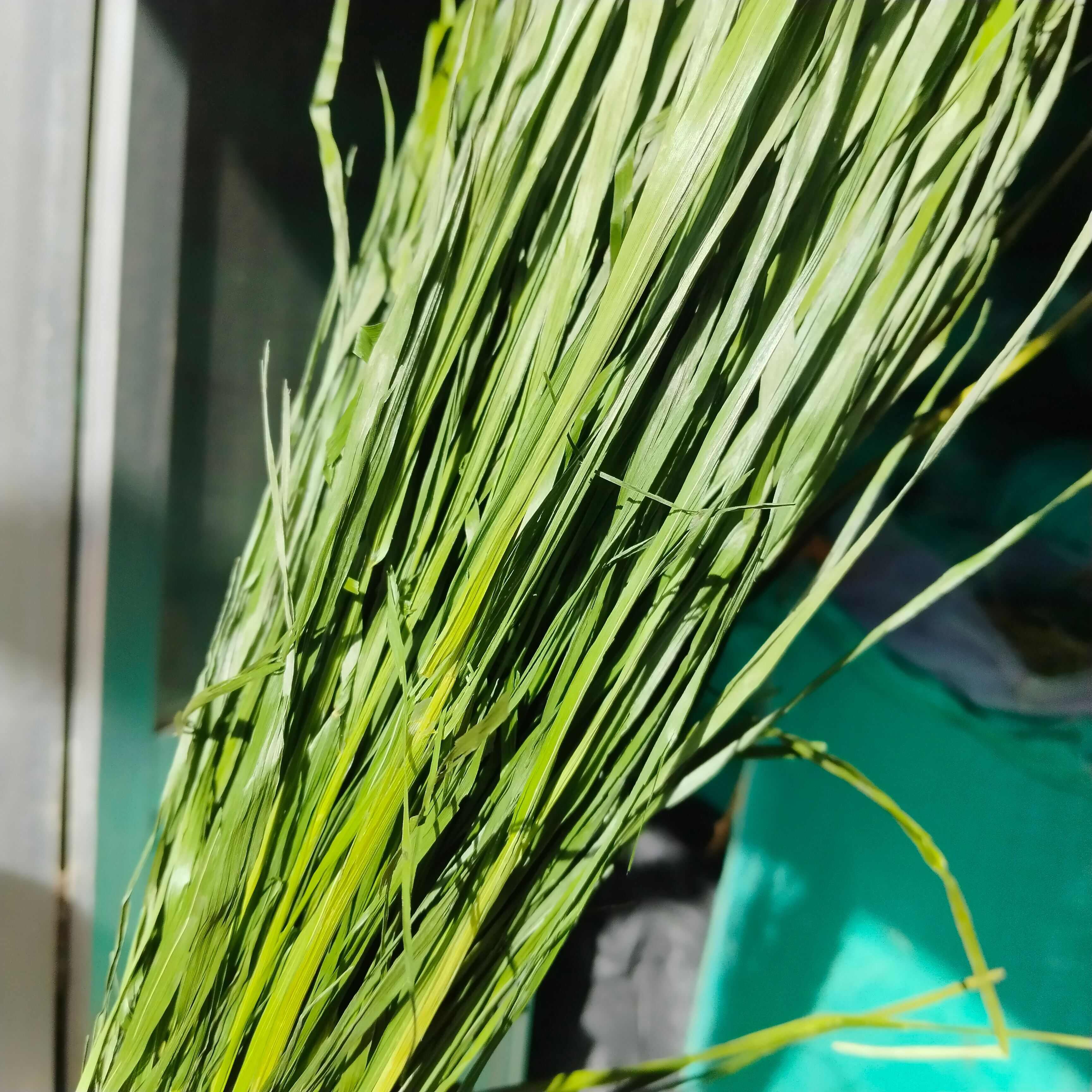 岷县甘肃岷县烘干提摩西草，烘干燕麦草批发零售