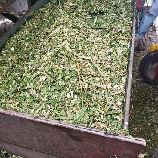 来宾甘蔗尾青贮牛羊