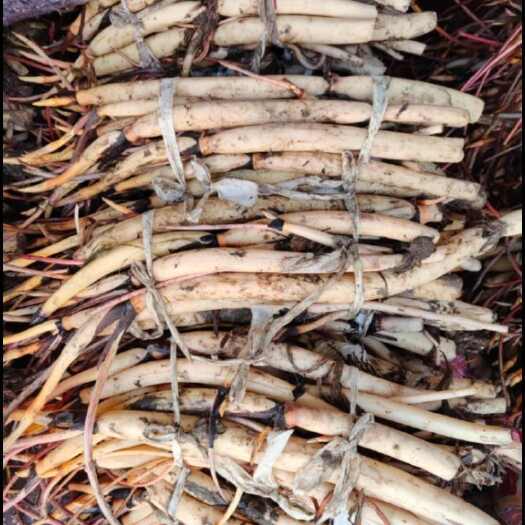 洪湖市野生莲藕