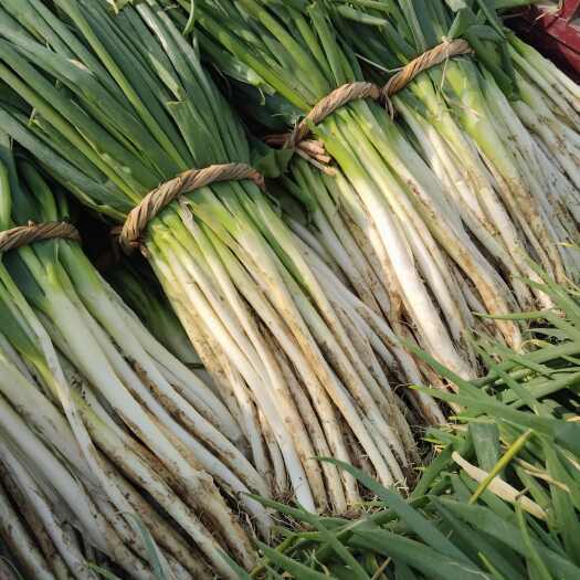 唐河县河南唐河分葱 新鲜蔬菜产地直供