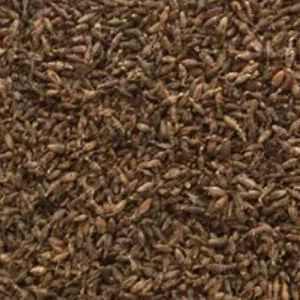 合浦县干品，活体蚁狮，