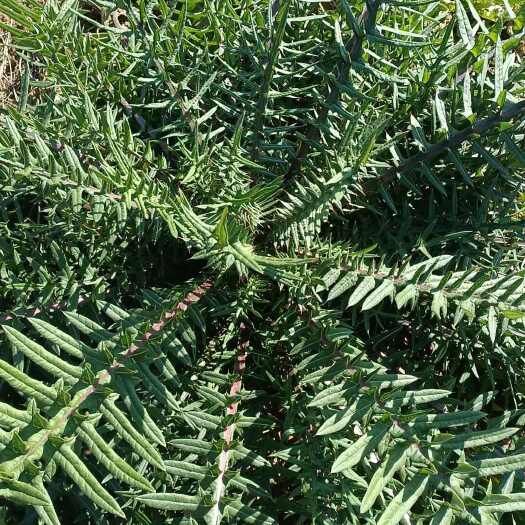 会理市四川凉山会理产马刺根中药材优质货源