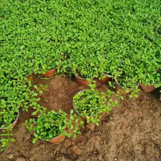 青州市姬岩垂草藤蔓植物 姬岩垂草 多年生圆晶草 保湿草坪
藤蔓小苗