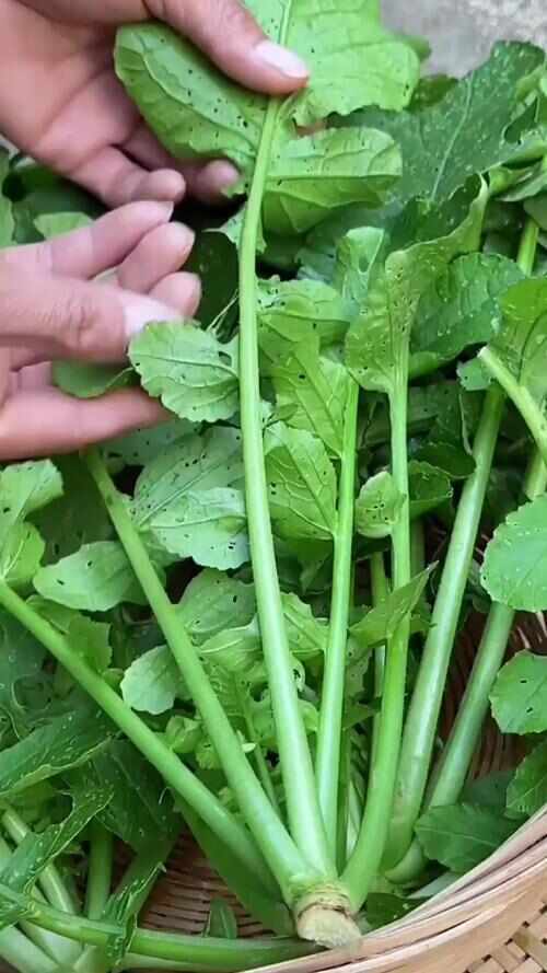 浏阳市新鲜萝卜菜叶，保质保量