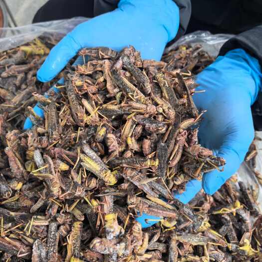 新乐市河北石家庄特产四茬蚂蚱速冻批发