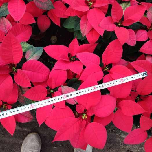 佛山圣诞花，一品红！高度均匀，冠幅大，花花色漂亮！价格实惠！