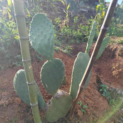 广南县云钻仙人掌苗  大量出售