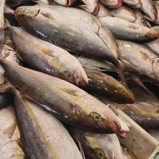 象山县，东海章红