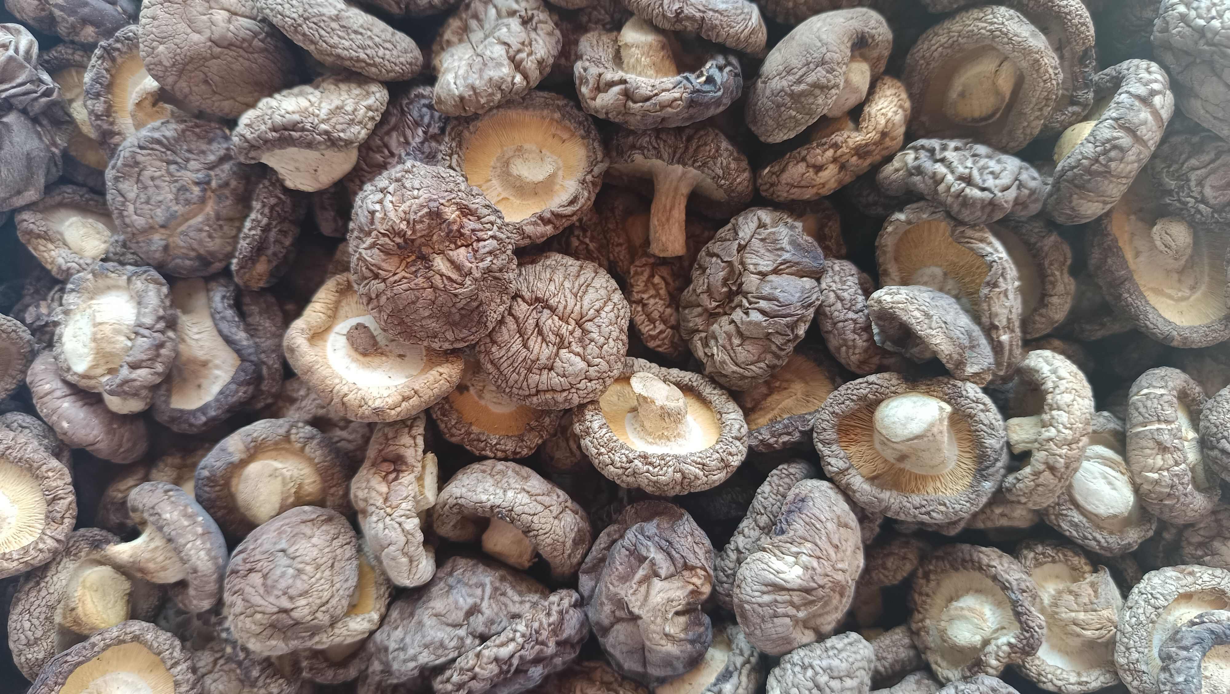 东北黑面香菇，厚度好，2.5-3