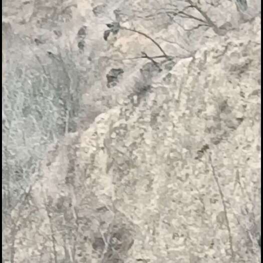 宁县黑山羊活体出售