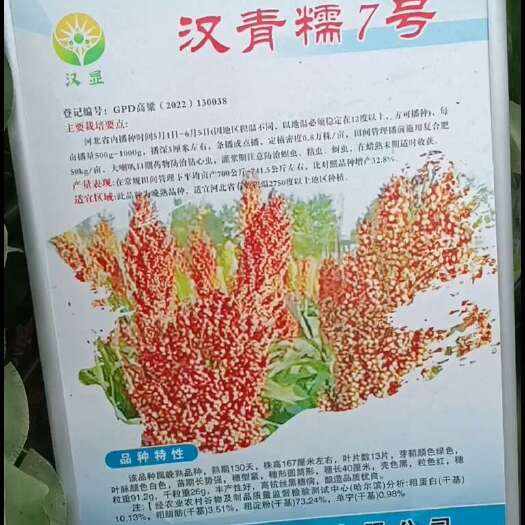 青县汉青紧糯7号