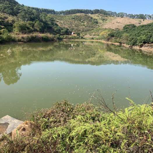 博罗县惠州博罗湖镇80亩鱼塘可投料