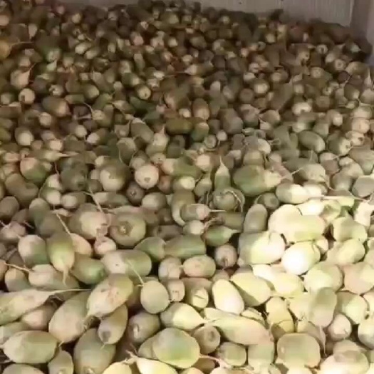 定襄县青萝卜