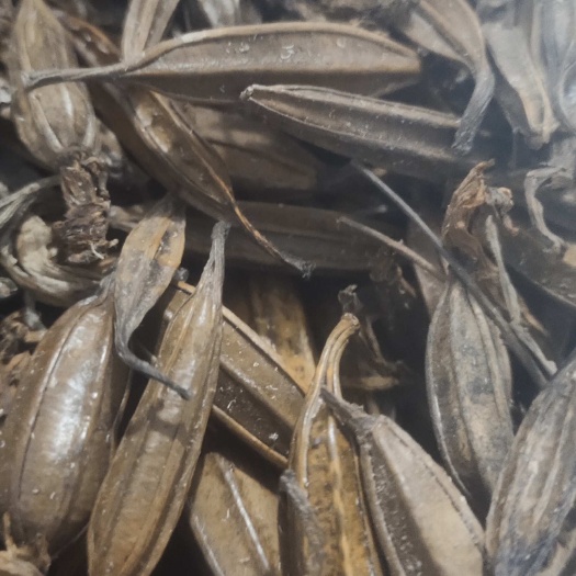 紫花三叉白芨果夹，全国包邮