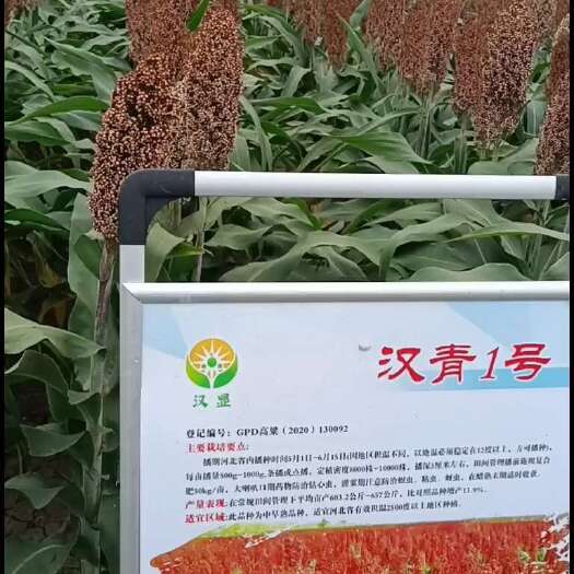 青县高粱种子  红高粱种 矮杆新品种汉青1号