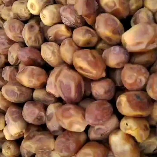 沧县黄椰枣大量现货 电话联系