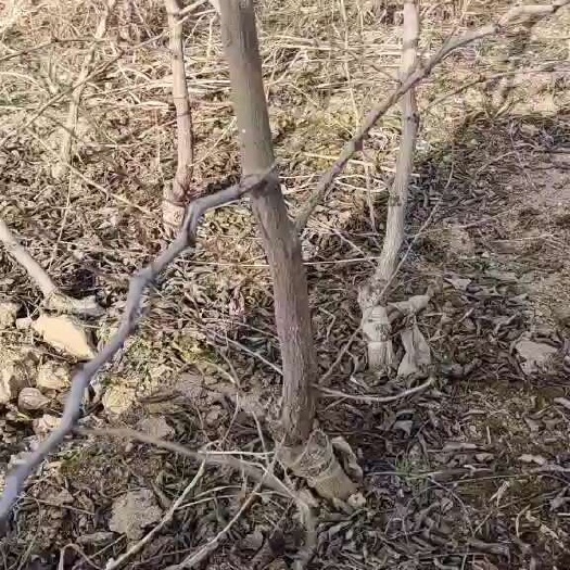 宁陵县蟠枣苗