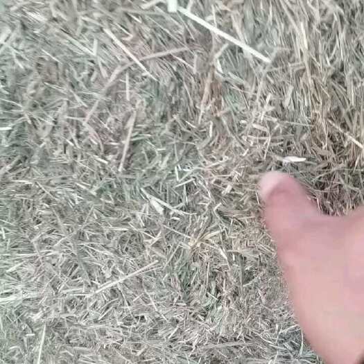 黄骅市青干草批发