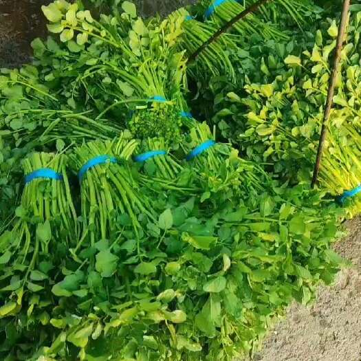 连州市西洋菜商品菜，种苗供应，长期供应，货源充足