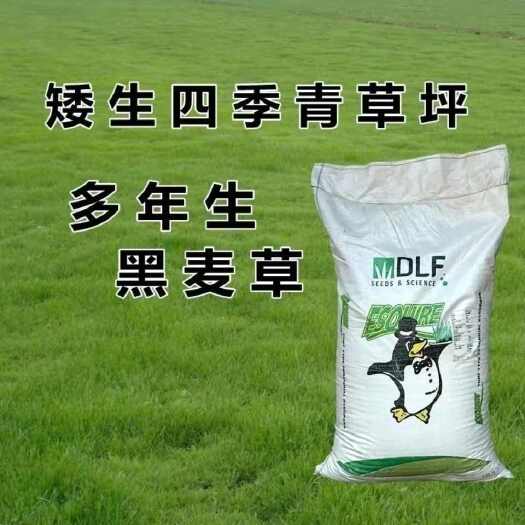 沭阳县多年生冬季蓝标黑麦草种子四季青草坪绿化耐寒不修剪草籽易活种籽