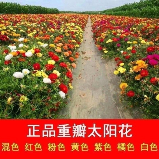 重瓣混色太阳花种子松叶牡丹种籽四季易种单色太阳花种子室外阳台