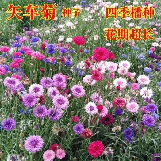 沭阳县速生蓝色混色矢车菊种子庭院易种花种多年生四季种易活花种子花海