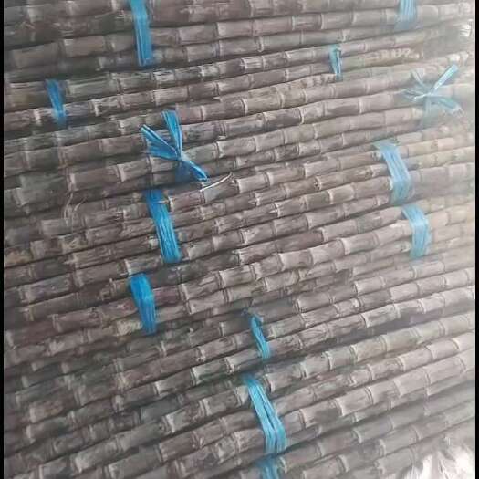商河县正宗广西甘蔗一级货 超甜