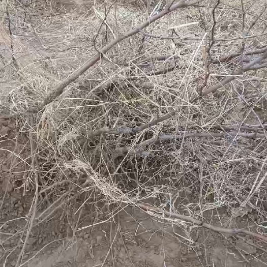 宁陵县蟠枣苗今天在基地给客户现挖大车发走！
