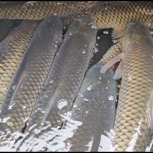 渠县吊水 脆肉鲩 脆鱼