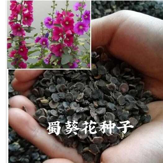 沭阳县蜀葵种子重瓣大花种籽子一丈红花苗花卉种孑好养易活的花四季开花