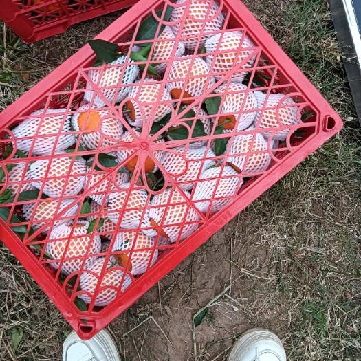 重庆水果