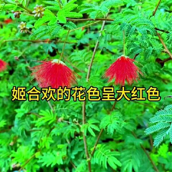 红花合欢种子又名绒花树种籽观赏红花四季易种阳台盆栽银合欢种子