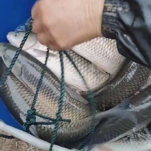 成都金丝鲩